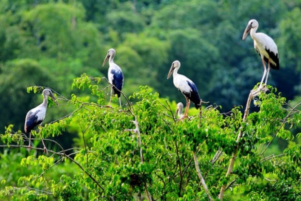 Vietnambooking du lịch miền Tây - Sân chim Vàm Hồ.