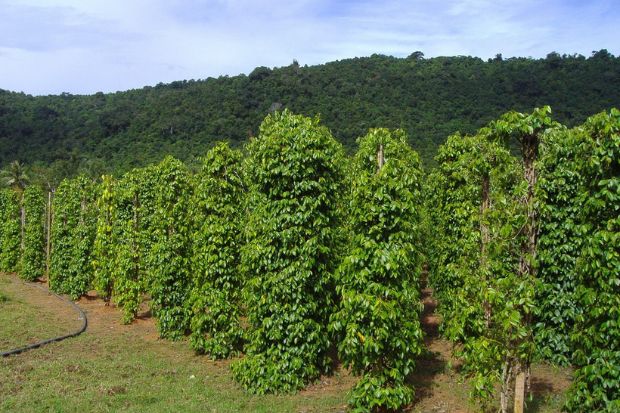 combo bamboo ph&uacute; quốc - vườn ti&ecirc;u
