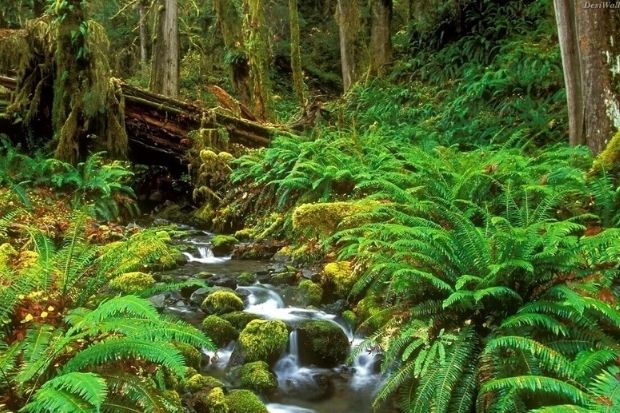 combo đ&agrave; nẵng ph&uacute; quốc - rừng nguy&ecirc;n sinh