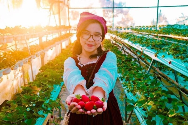 Đặc sản Đ&agrave; Lạt - D&acirc;u t&acirc;y