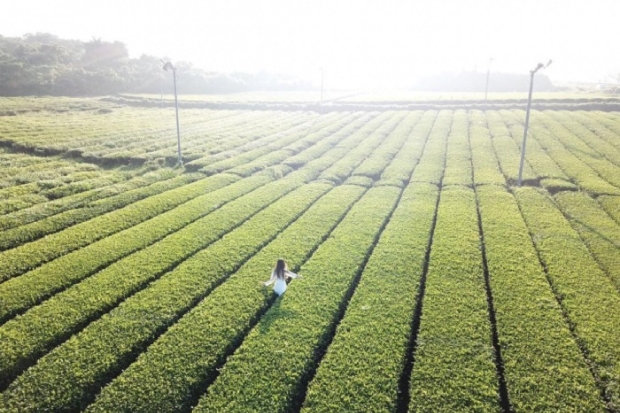 Đảo Jeju H&agrave;n Quốc - C&aacute;nh đồng tr&agrave; xanh O&rsquo;Sulloc
