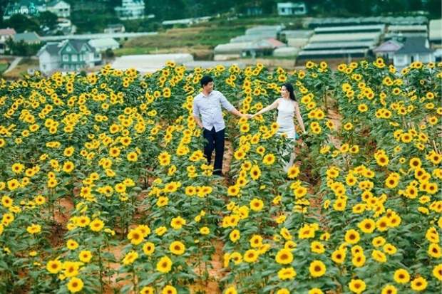 Địa điểm ăn uống Đà Lạt - Hoa hướng dương