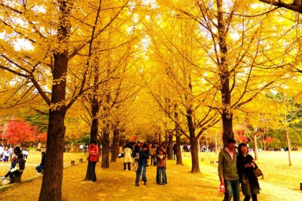 Nami Hàn Quốc - Con đường ngân hạnh