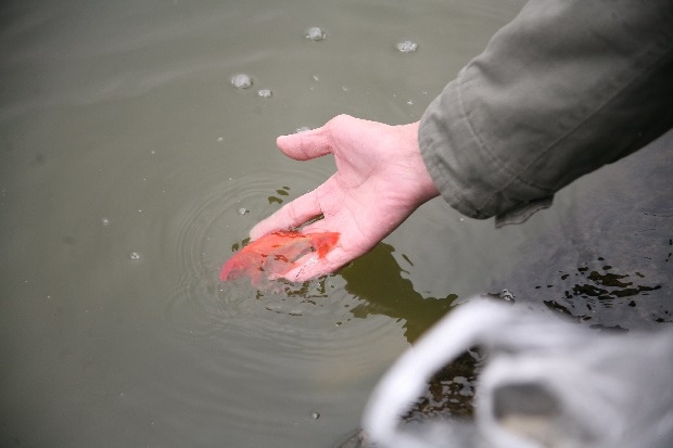 Tết Nguy&ecirc;n Ti&ecirc;u 2024 - Ph&oacute;ng sinh