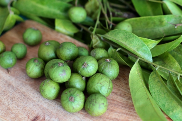 Trải nghiệm tại Hà Nội - Sấu Hà Nội.