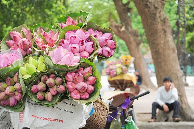 m&ugrave;a sen h&agrave; nội