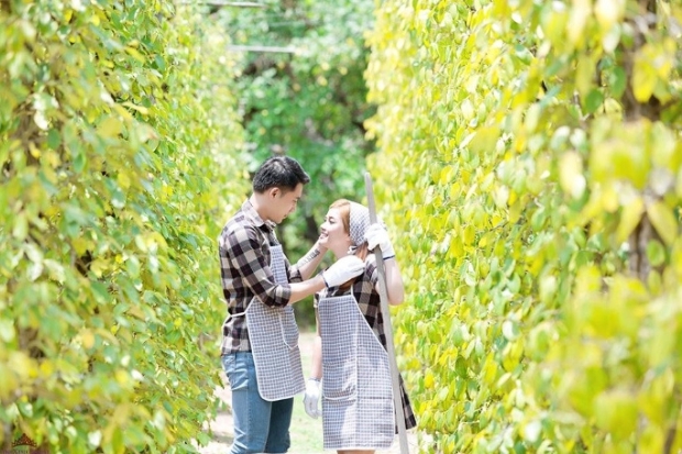 Kinh nghiệm du lịch Phú Quốc - Vườn tiêu