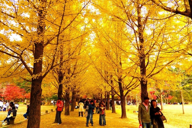 Thời tiết Hàn Quốc tháng 9 - Đảo Nami