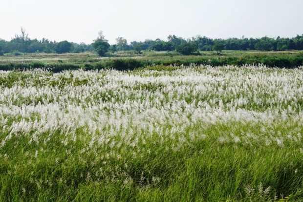 đảo Điệp Sơn - c&aacute;nh đồng lau