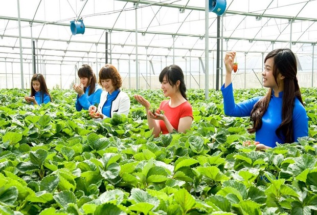 du lịch nông nghiệp - đà lạt