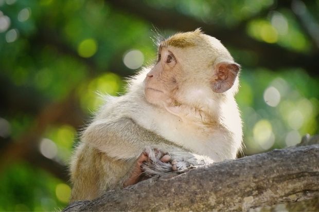 Flamingo C&aacute;t B&agrave; Beach Resort - đảo khỉ