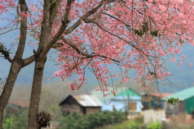 Núi Hàm Rồng Sapa - Hoa đào