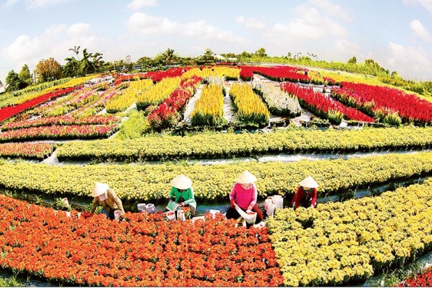 Tour miền Tây 1 ngày - Làng hoa Sa Đéc