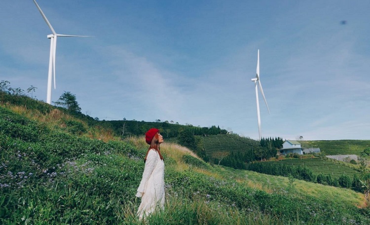 Đồi cầu chè Đà Lạt