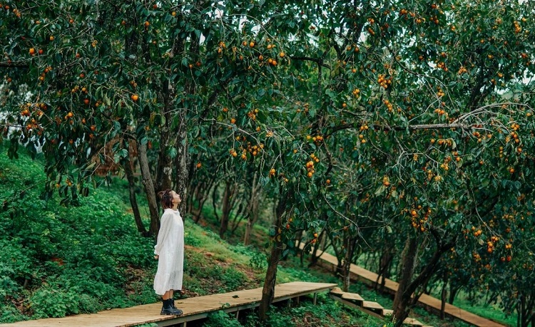 Vườn hồng nhà Tom