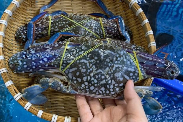 Vịnh Lan Hạ Review - ghẹ xanh