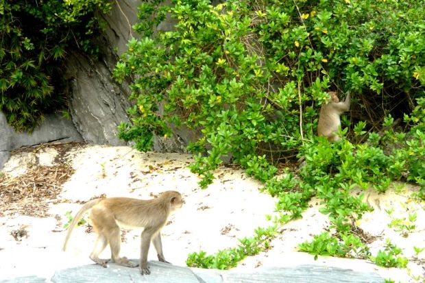 Vịnh Lan Hạ Review - đảo khỉ