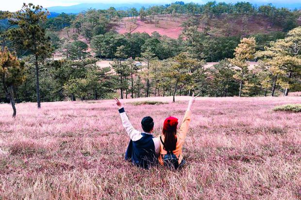 Cảnh đẹp Đà Lạt - Đồi cỏ hồng