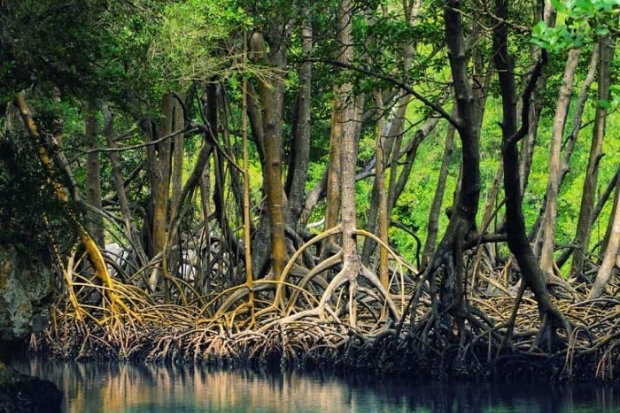 Chơi gì ở Hải Phòng - Khu du lịch sinh thái rừng ngập mặn