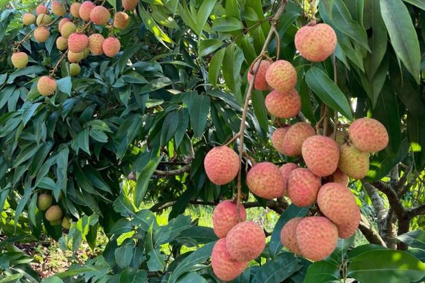 Đặc sản Hải Dương - Vải thiều Thanh Hà