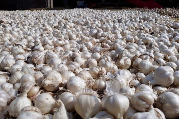 đặc sản ninh thuận - tỏi phan rang