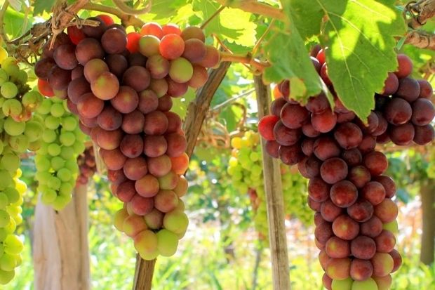 đặc sản ninh thuận -nho