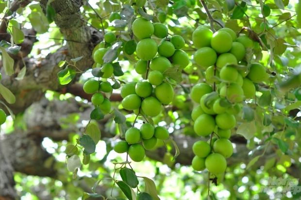 đặc sản ninh thuận - táo