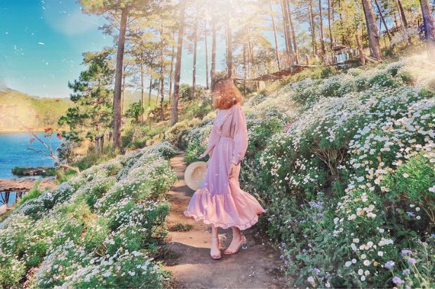 Happy Hill Đà Lạt - Vườn hoa cúc họa mi