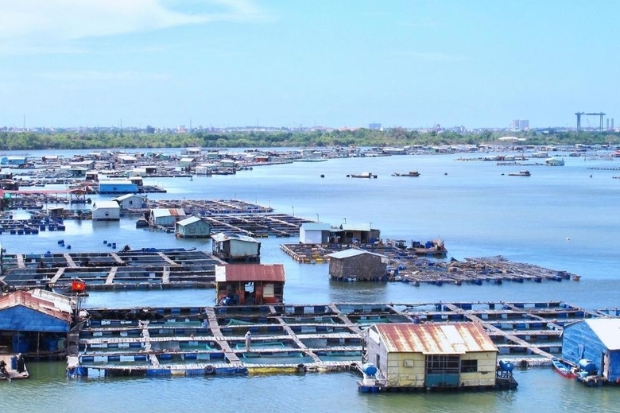 Hồ Tràm có gì chơi - Bè hàu Long Sơn