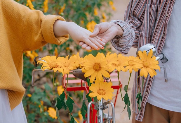 hoa dã quỳ đà lạt - Nguồn gốc của hoa dã quỳ