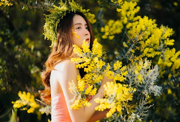 hoa mimosa đà lạt - hoa nở vào tháng mấy