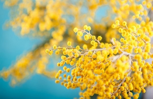 hoa mimosa đà lạt - giới thiệu