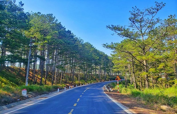 hoa mimosa đà lạt - đèo mimosa