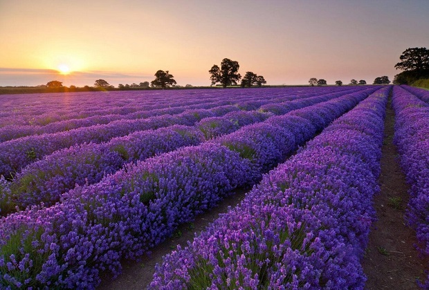 lavender đà lạt - hồ tuyền lâm