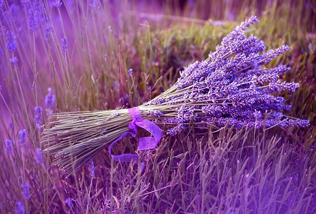 lavender đà lạt - đặc điểm