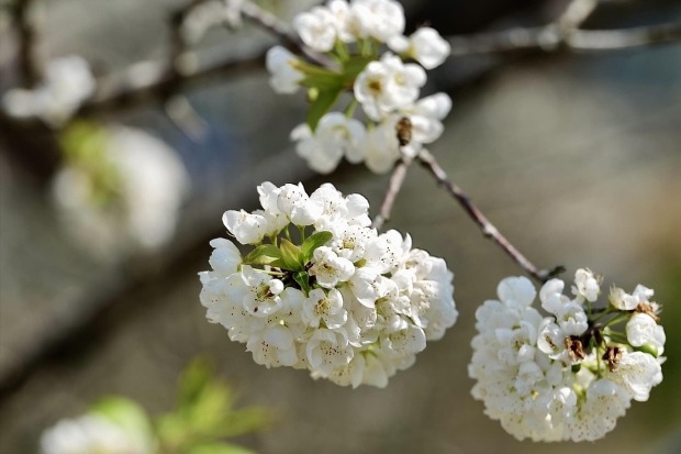 N&uacute;i đ&ocirc;i Quản Bạ - Hoa mận