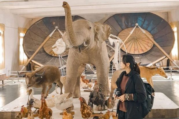 Ph&acirc;n viện sinh học Đ&agrave; Lạt - Mẫu vật động vật 