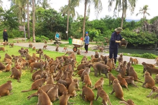 review du lịch nha trang 4n3đ - đảo khỉ