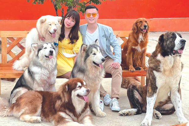 Sở th&uacute; ở Đ&agrave; Lạt - N&ocirc;ng trại c&uacute;n Puppy Farm