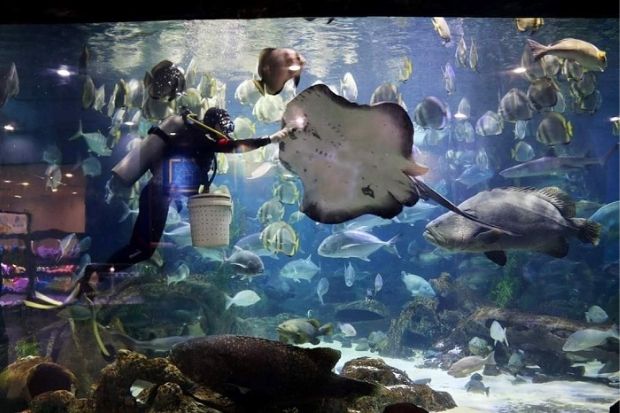 Tham quan thủy cung Times City - Cho c&aacute; đuối ăn