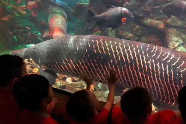 Tham quan thủy cung Times City - Khu nước ngọt