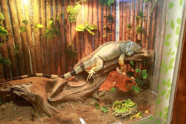 Tham quan thủy cung Times City - Khu b&ograve; s&aacute;t