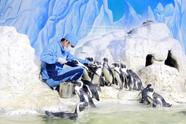 Tham quan thủy cung Times City - Cho chim c&aacute;nh cụt ăn