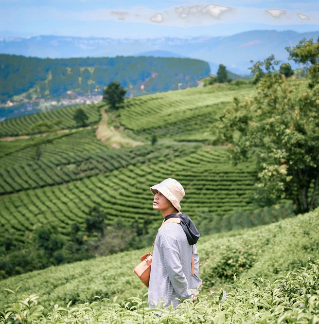 đồi chè Cầu Đất