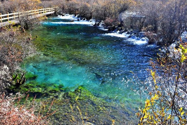 Cửu Trại C&acirc;u - B&atilde;i Bonsai