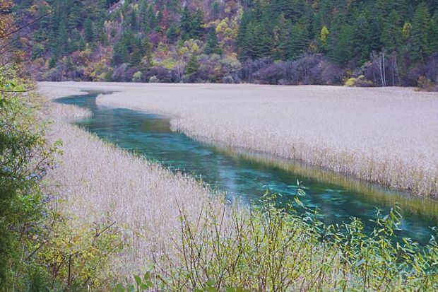 Cửu Trại C&acirc;u - Hồ Lau Sậy