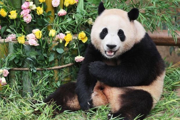 Gấu trúc Fubao - Fubao tại Everland