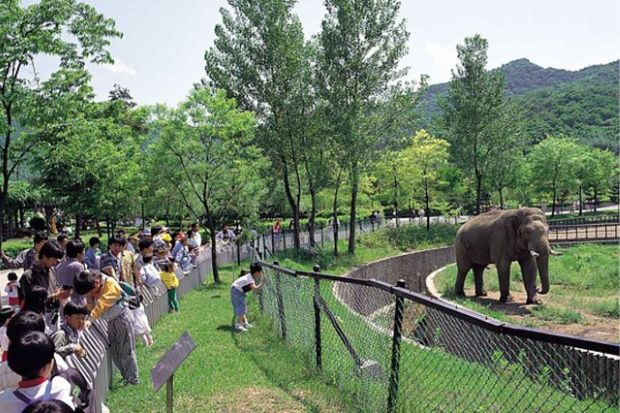 Gấu trúc Fubao - Sở thú Seoul