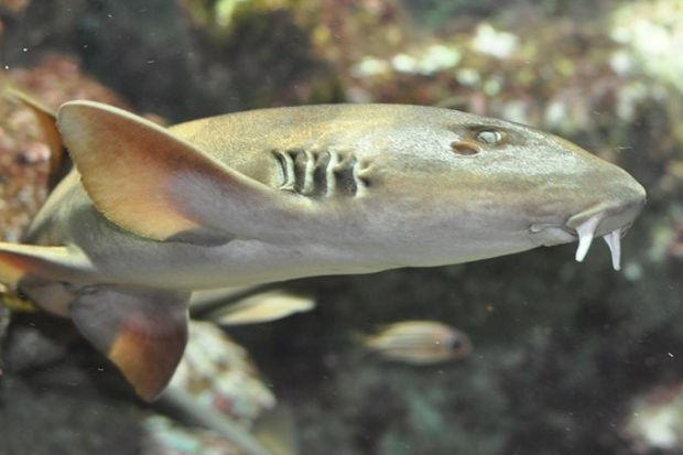 Món ăn ngon ở Rạch Giá - Cá nhám giàu