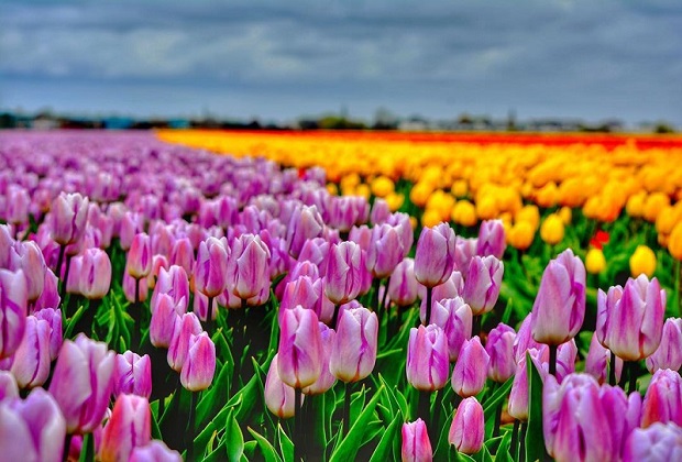 Vườn hoa Keukenhof - Gian Wilhelmina